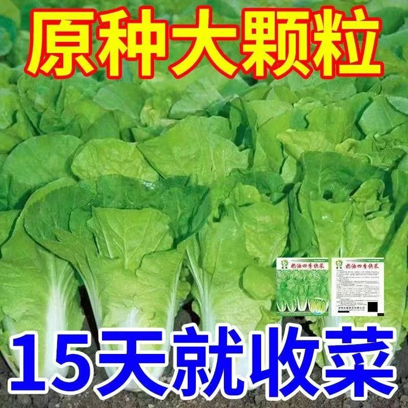 快菜种子20天四季奶油速生耐热湿蔬菜种子大小白菜种子杂交种子