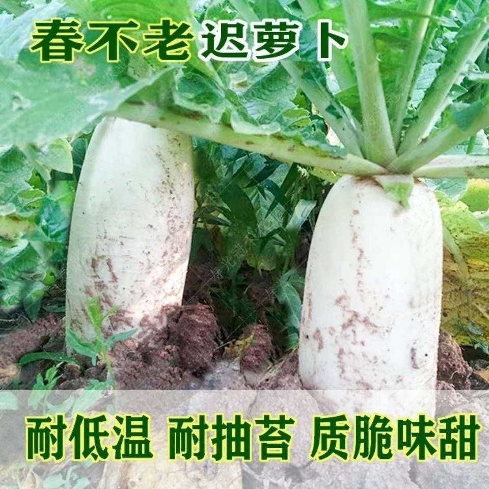 春不老晚萝卜种子特大迟白萝卜种子春秋高产不空心甜脆嫩蔬菜籽