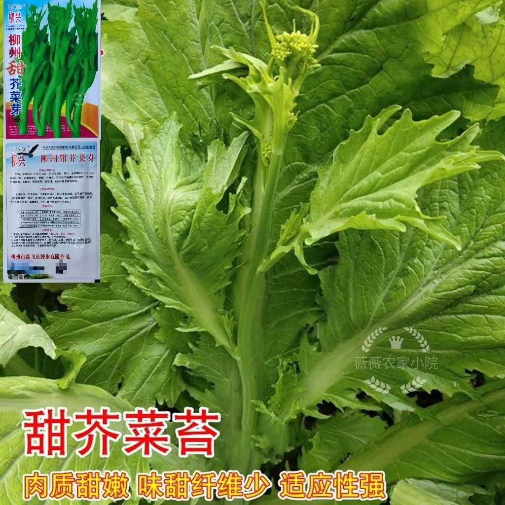 柳州甜芥菜苔种子甜芥菜芽种子四季易种早熟脆嫩无渣青梗菜心种子