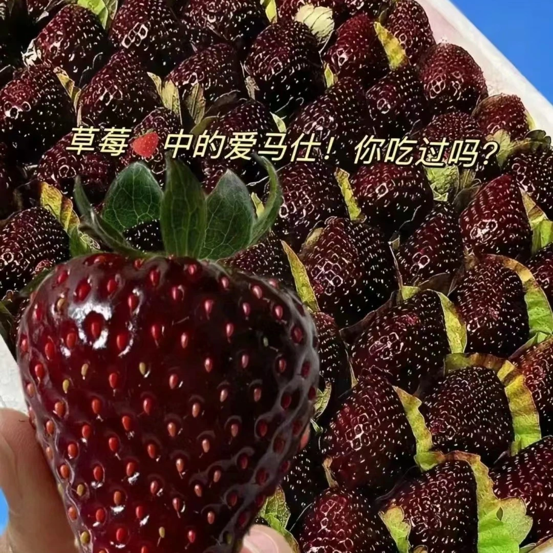 【1加仑大盆栽】草莓苗四季盆栽食用淡雪梦之莹草莓苗四季开花结果