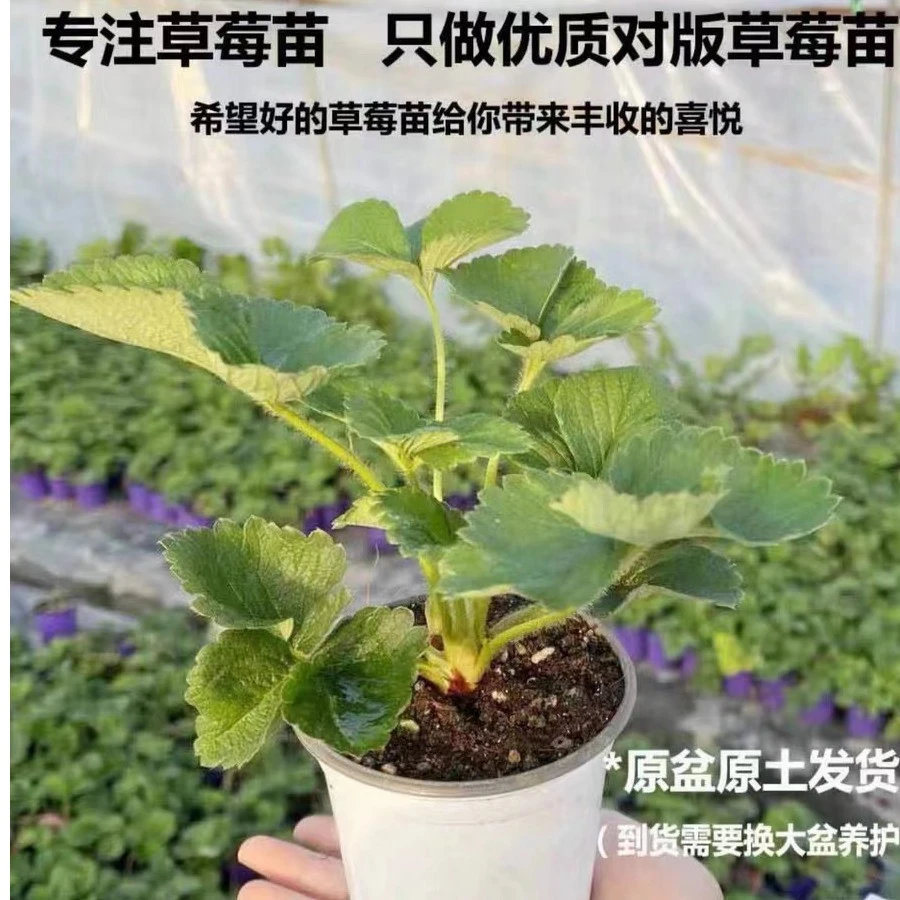 奶油草莓苗穴盘苗盆栽地栽可食用红颜四季结果阳台种植草莓苗秧苗