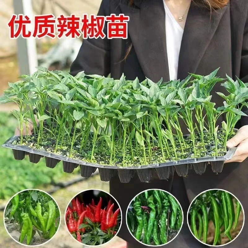 辣椒秧苗薄皮椒牛角椒螺丝椒灯笼椒长线椒朝天椒带土四季阳台种植