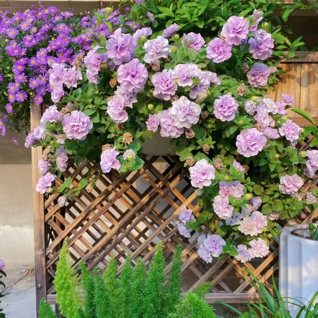 【矮牵牛】带香味花卉盆栽，好看好养花期长