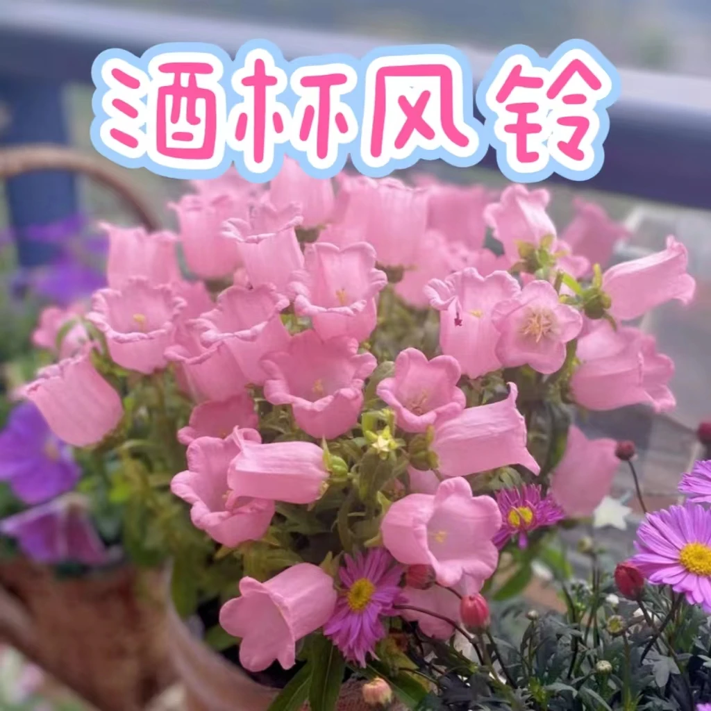 【酒杯风铃】（典型耐热，耐高温）四季播种开花易活室外花卉种籽植物