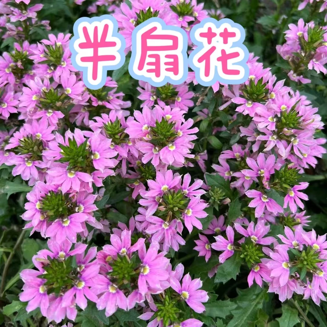 【半扇花】草海桐 耐热夏季典型花卉可地栽全年开花不停歇观花