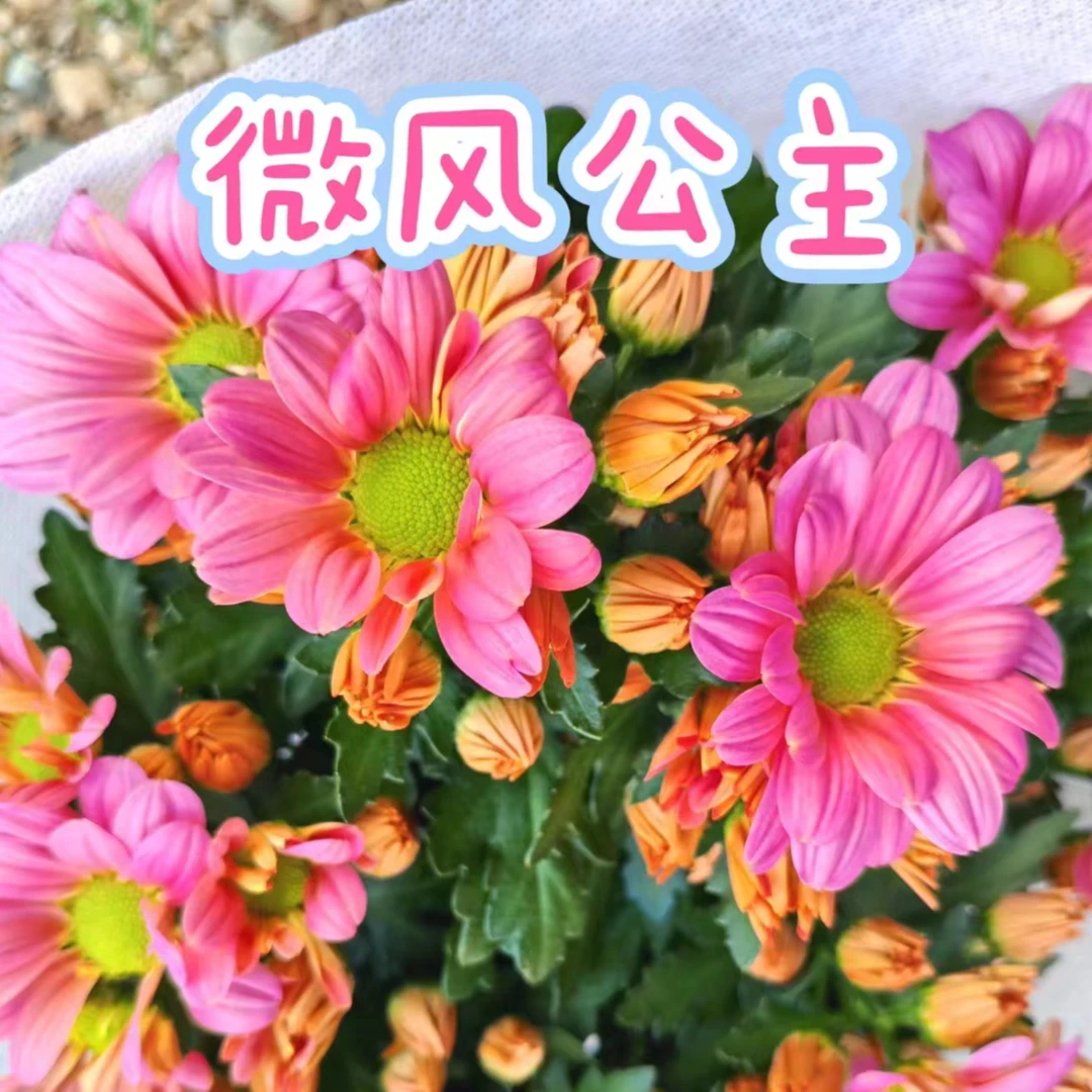 【微风公主小菊】荷兰菊重瓣泡泡草莓熊好