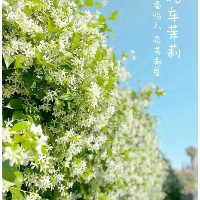 风车茉莉浓香型地栽非常耐热非常的耐旱爬藤能力好