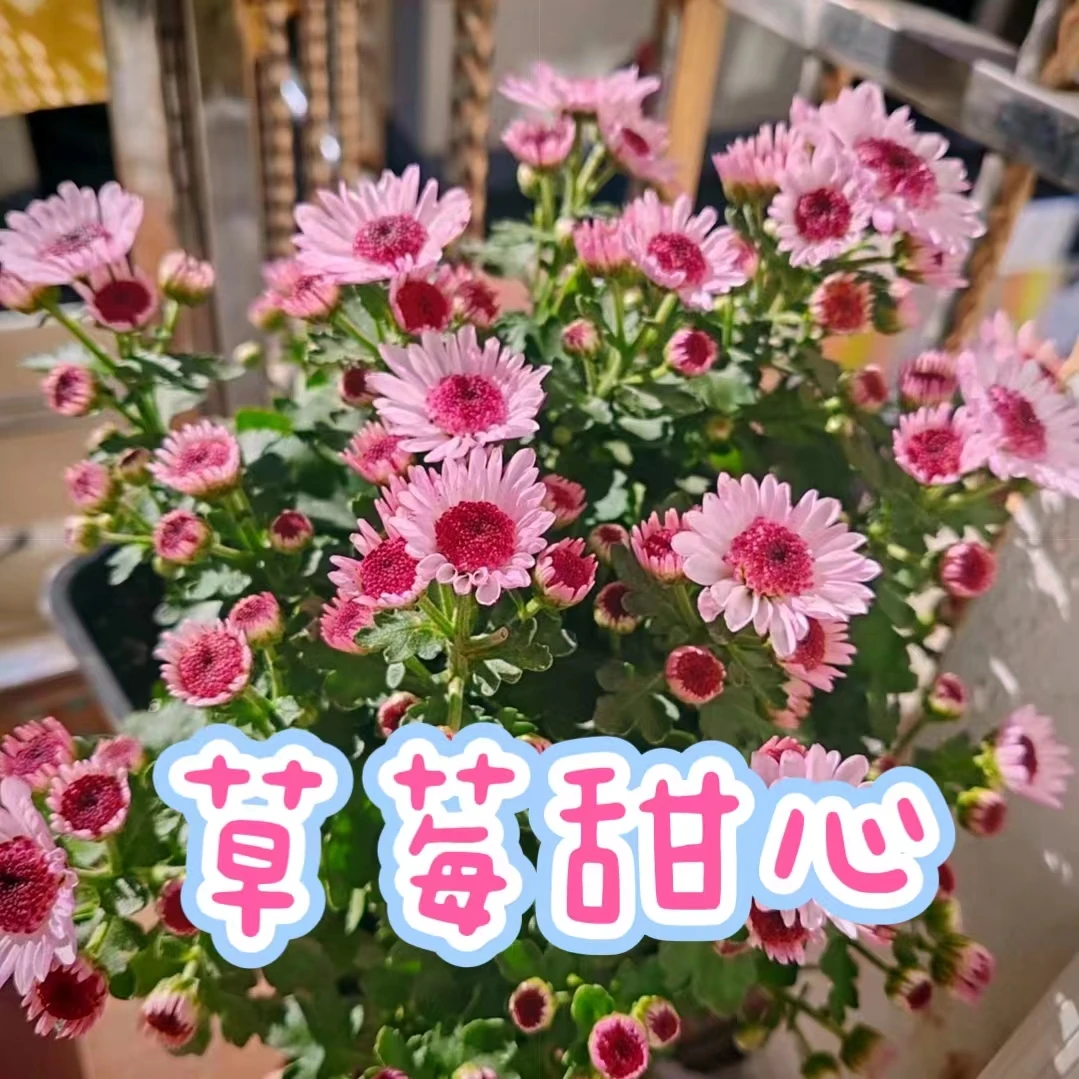 【草莓心小菊】阳台庭院室内阳光盆栽地栽花卉绿植