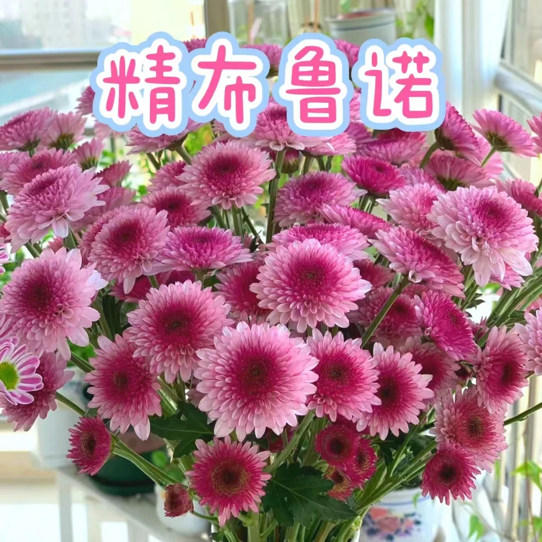 【精布鲁诺小菊】荷兰菊重瓣泡泡草莓熊好