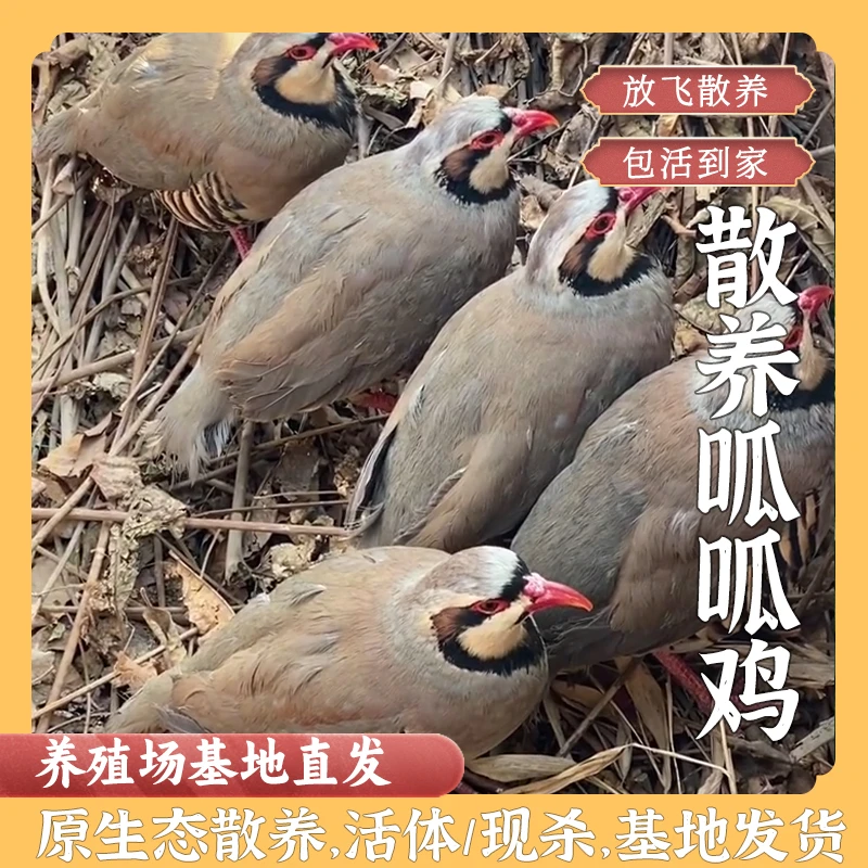 农家散养呱呱鸡养殖鲜活新鲜现杀毛鸟鸟肉包邮活发顺丰
