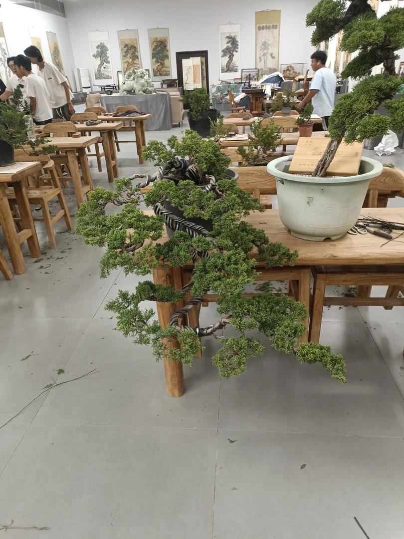 王恒亮精选艺术盆景
