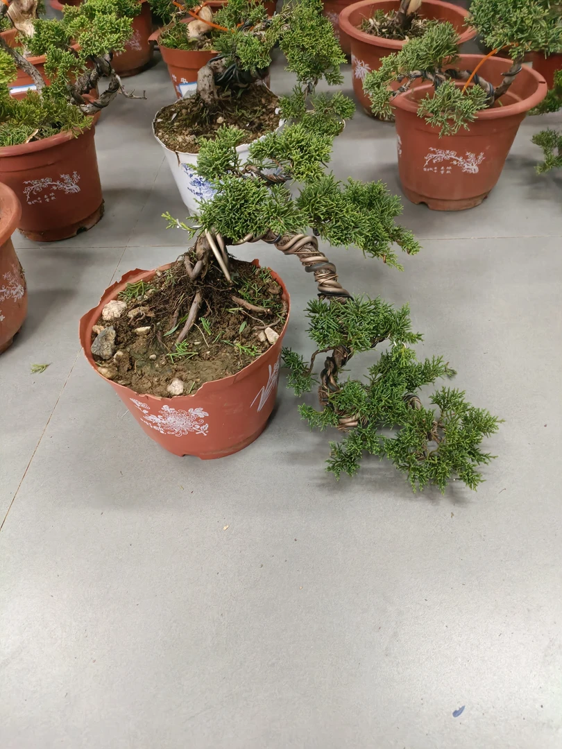 王恒亮精选艺术盆景