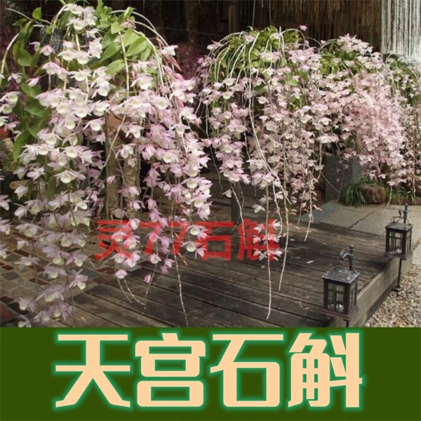 天宫石斛 兜唇石斛 原生种石斛 春夏开花 种植成活木板一板