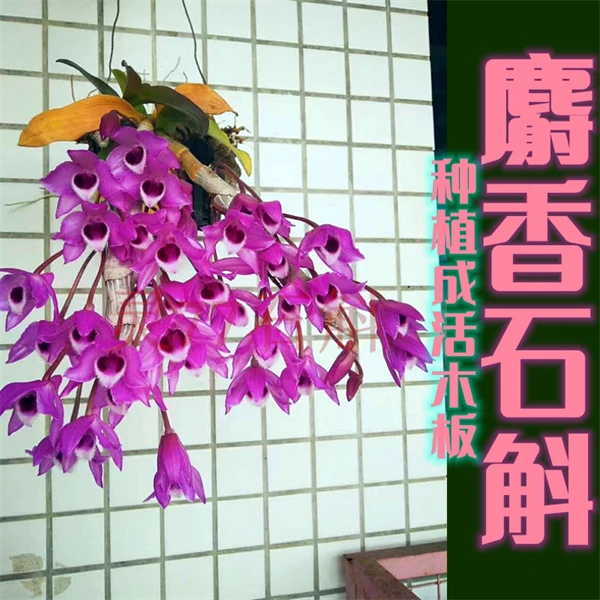 麝香石斛 种植成活木板一板 花朵浓香