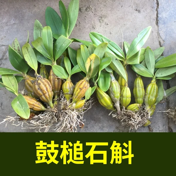 云南鼓槌石斛 生态苗500克一斤包邮绿植室内盆栽