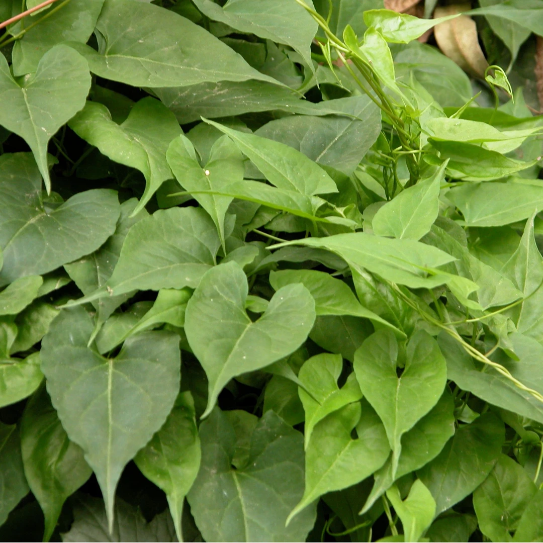 何首乌 亳首乌 种苗 不搭架 1亩地6400株