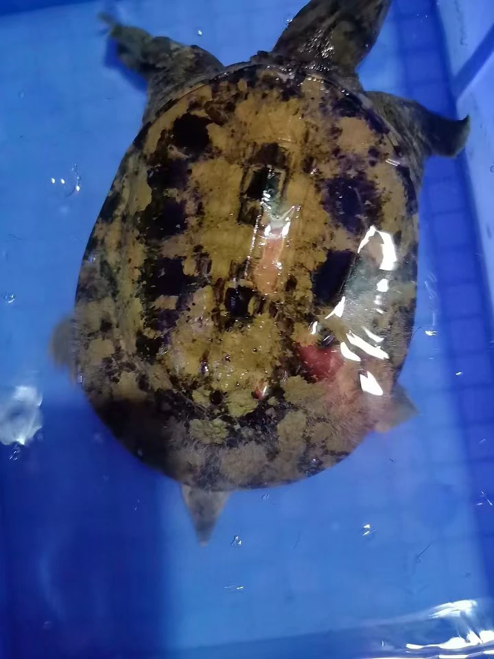 甲鱼中华鳖黑花甲鱼