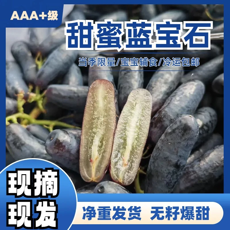 现摘现发精选优质金手指无籽黑提美人指甜蜜蓝宝石手指葡萄顺丰