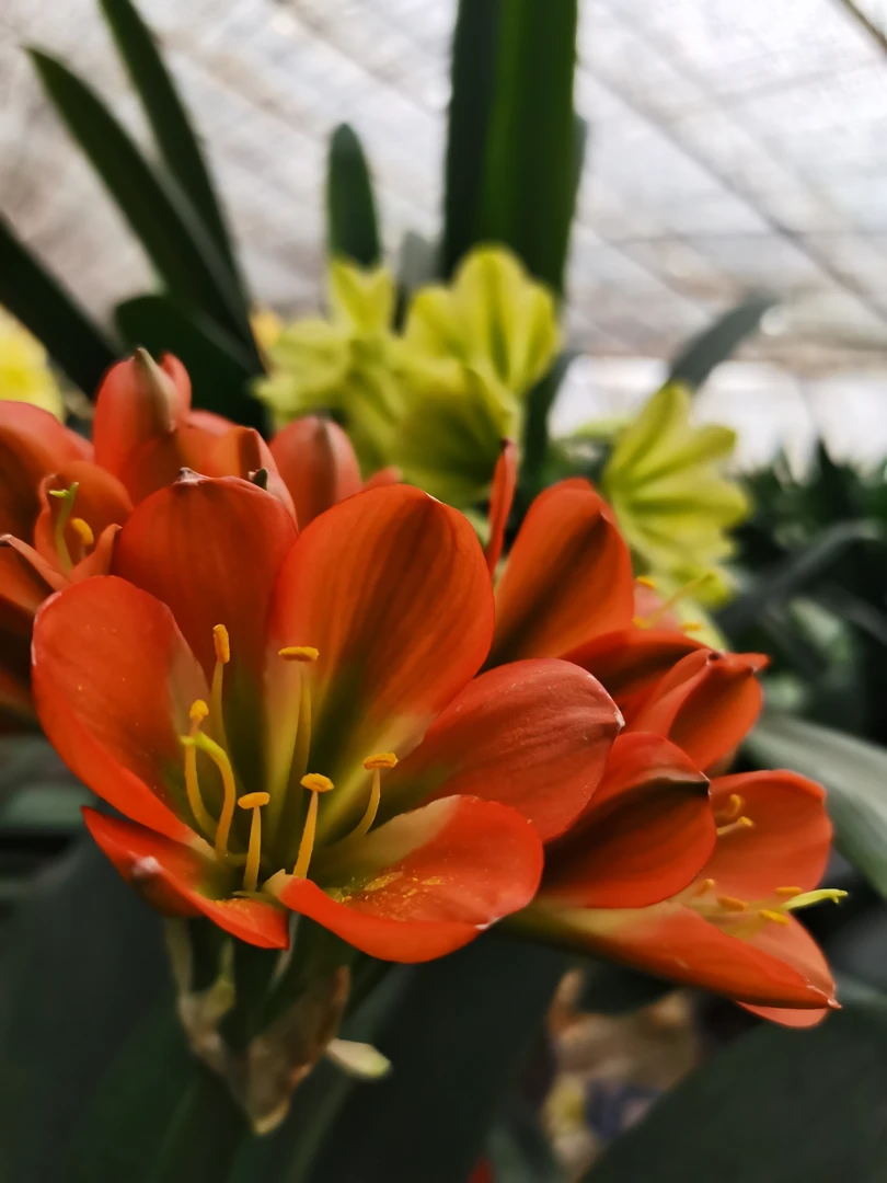 绿火炬本苗（除新疆西藏青海包邮）