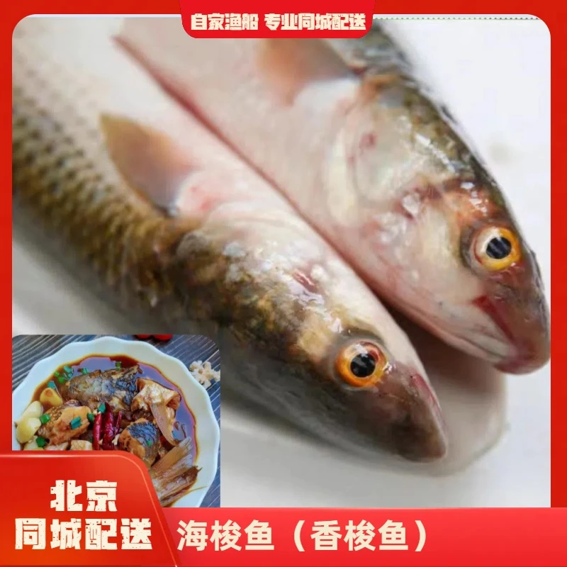 海梭鱼-香梭鱼 -肉质鲜香 肥而不腻