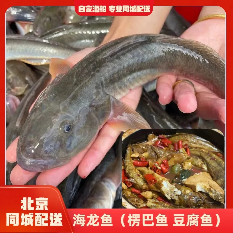 【自家渔船】海龙鱼（楞巴鱼 豆腐鱼）肉质鲜嫩 蒜瓣肉