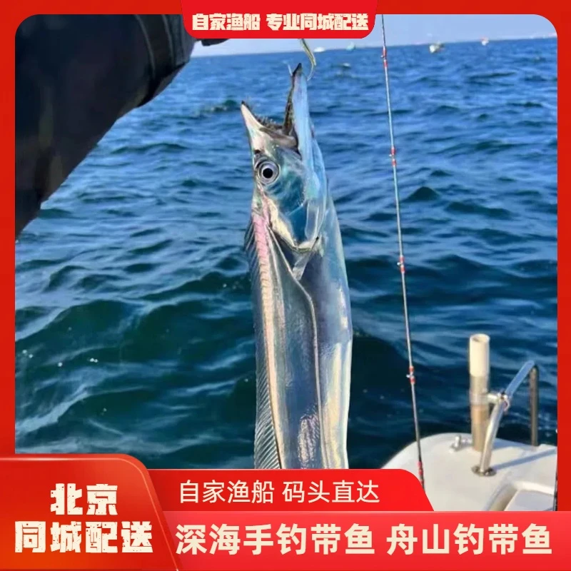 【自家渔船】深海手钓带鱼 舟山钓带鱼 超新鲜的带鱼带鱼同城送