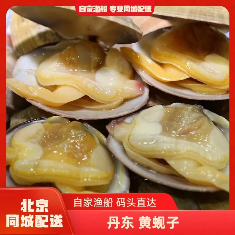 【自家渔船】丹东黄蚬子 新鲜美味 肉质鲜嫩，薄壳会开口碎壳 不影响食用