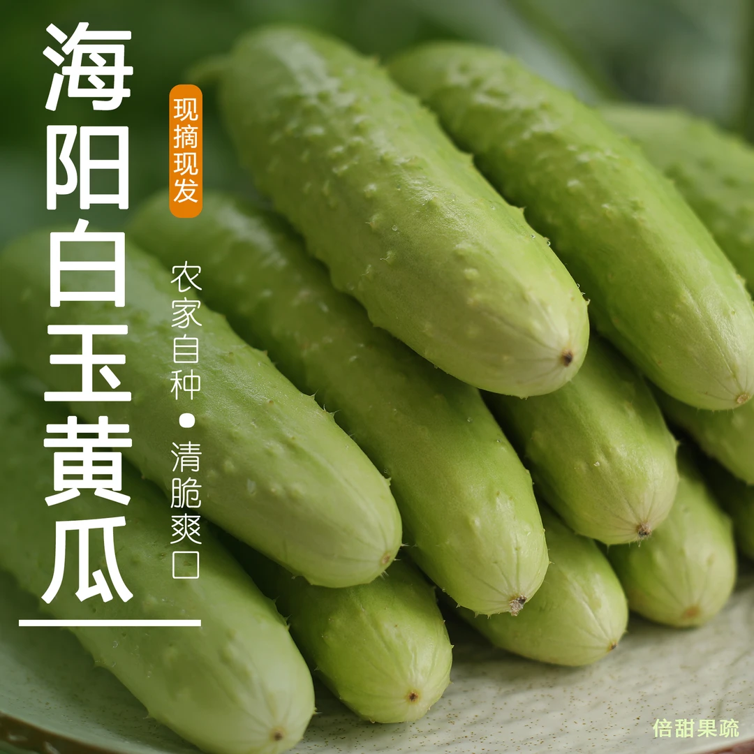 【正宗】海阳白玉黄瓜新鲜水果生吃脆嫩小黄瓜3/5斤装现摘发货自种