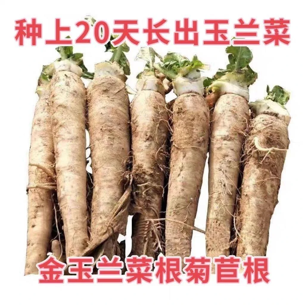 懒人花卉菜根苗鲜活盆栽四季活苗球玉兰蔬菜根菊苣菜金特色苗老根