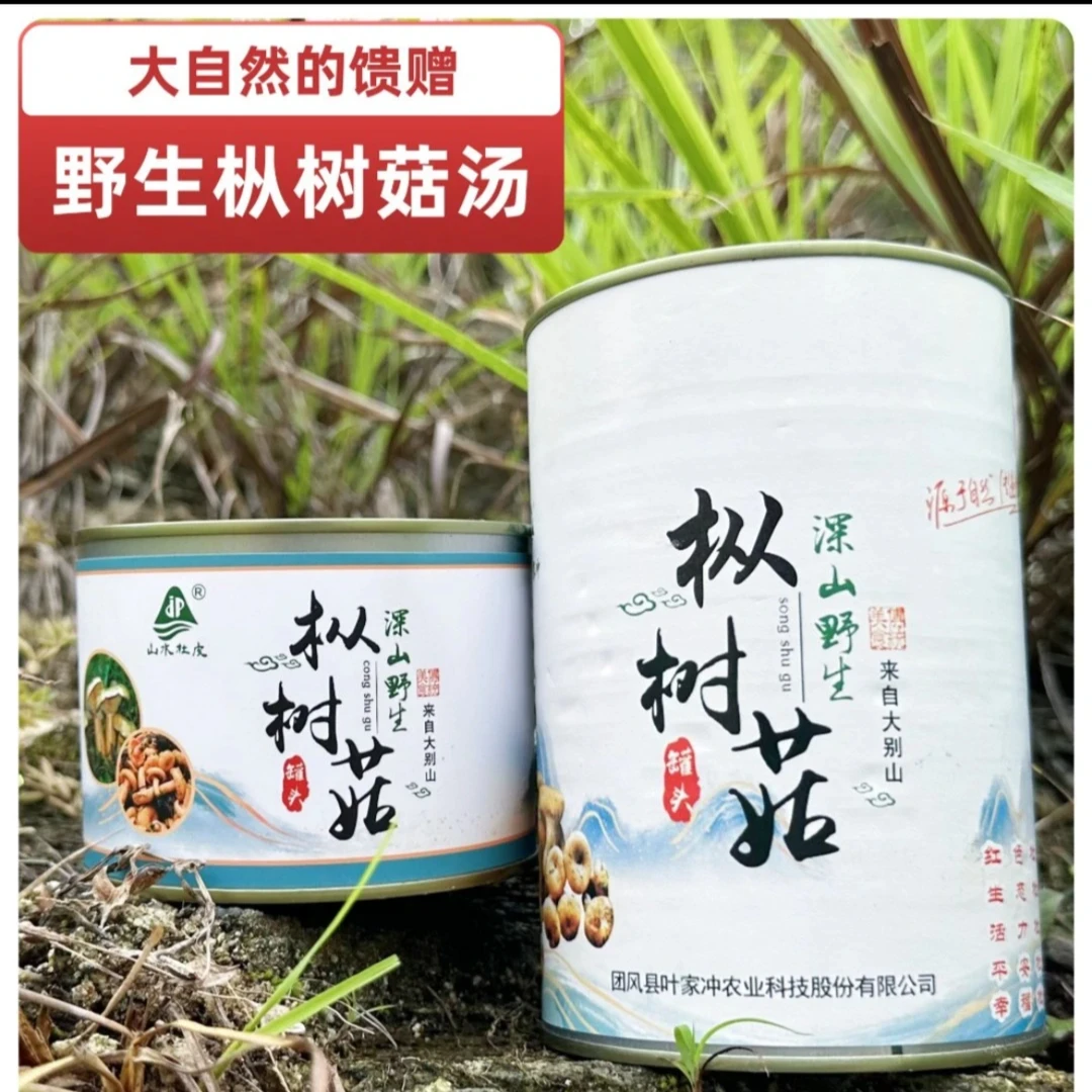 山水杜皮 野生枞树菇汤 罐头装 鲜美肉质 新鲜食用珍品 美味食品