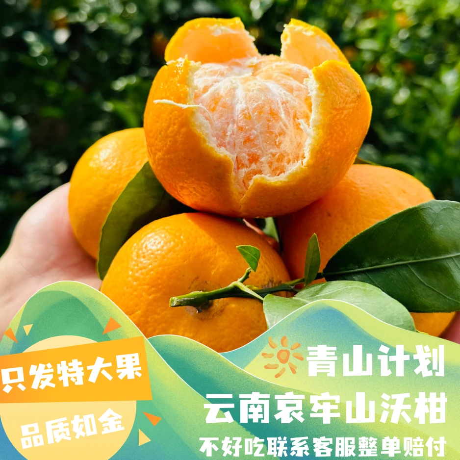 云南哀牢山沃柑核心优质产区5斤/8斤大果全国包邮品质如金