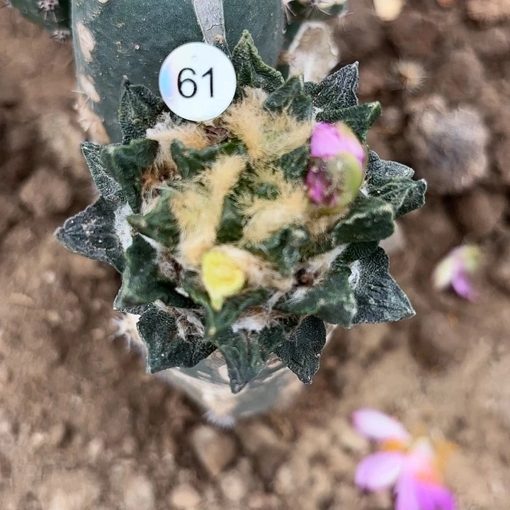 夏*光袖蒲苗接仙人球61