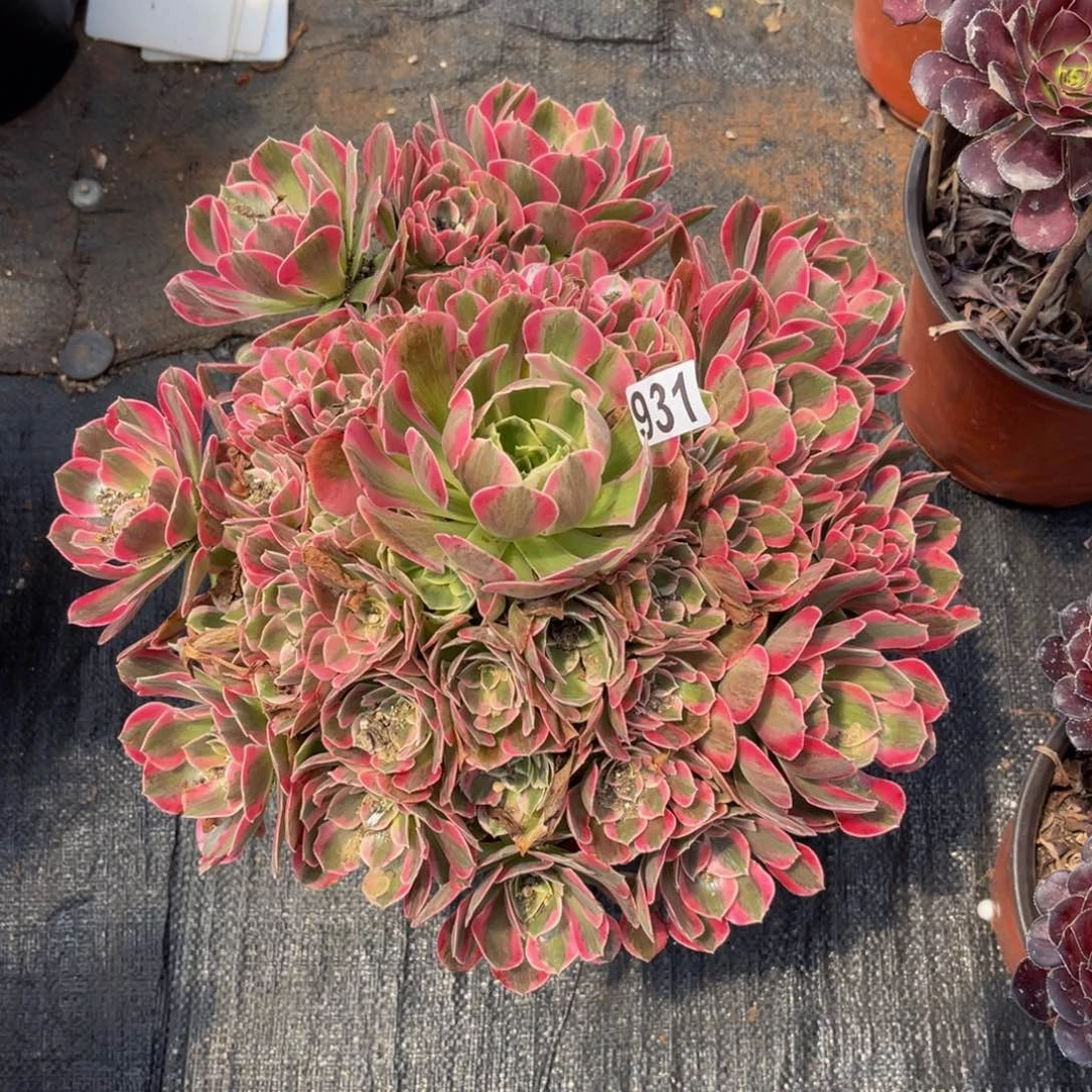 931多肉植物多肉