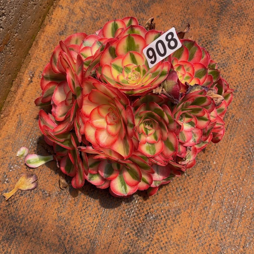 ✨****?908多肉植物多肉