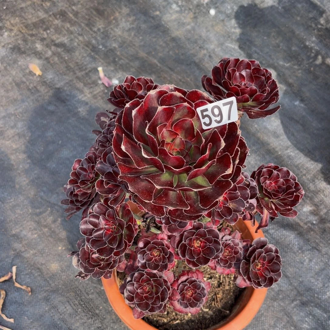 597多肉植物多肉