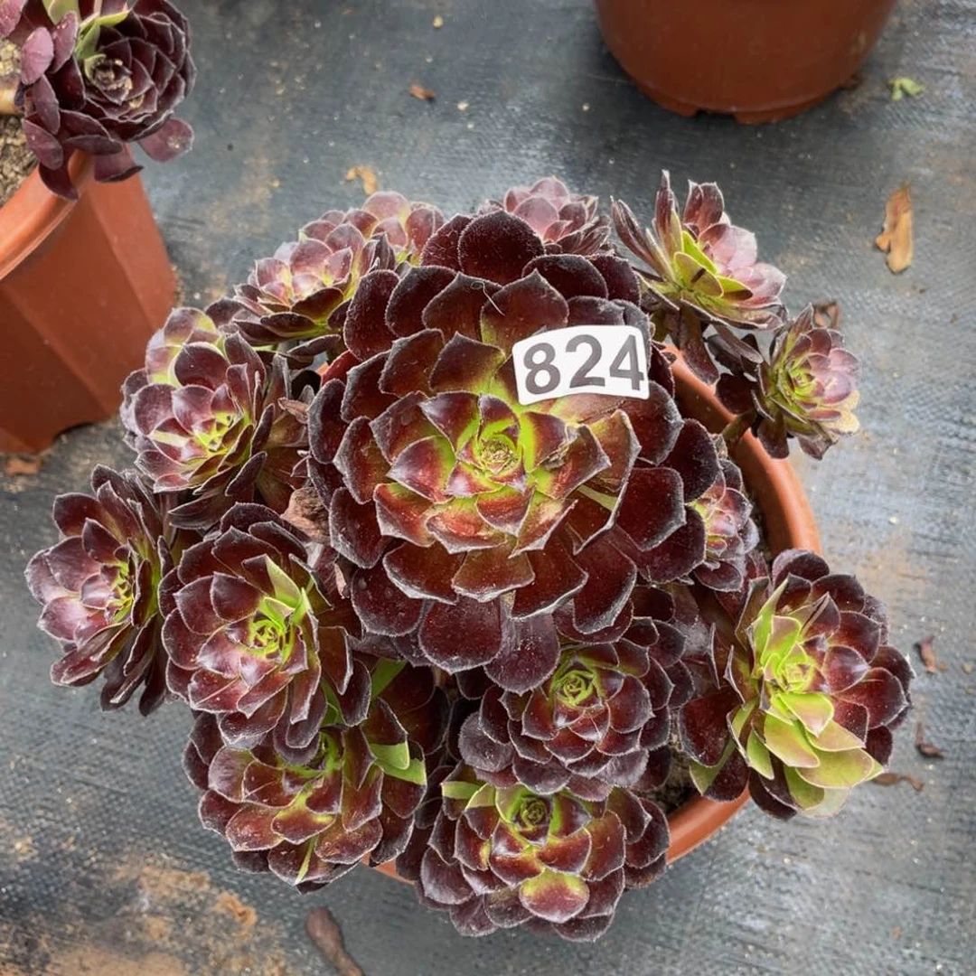 824多肉植物多肉