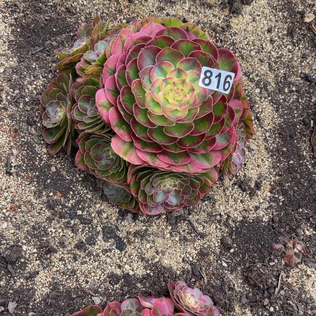 816多肉植物多肉