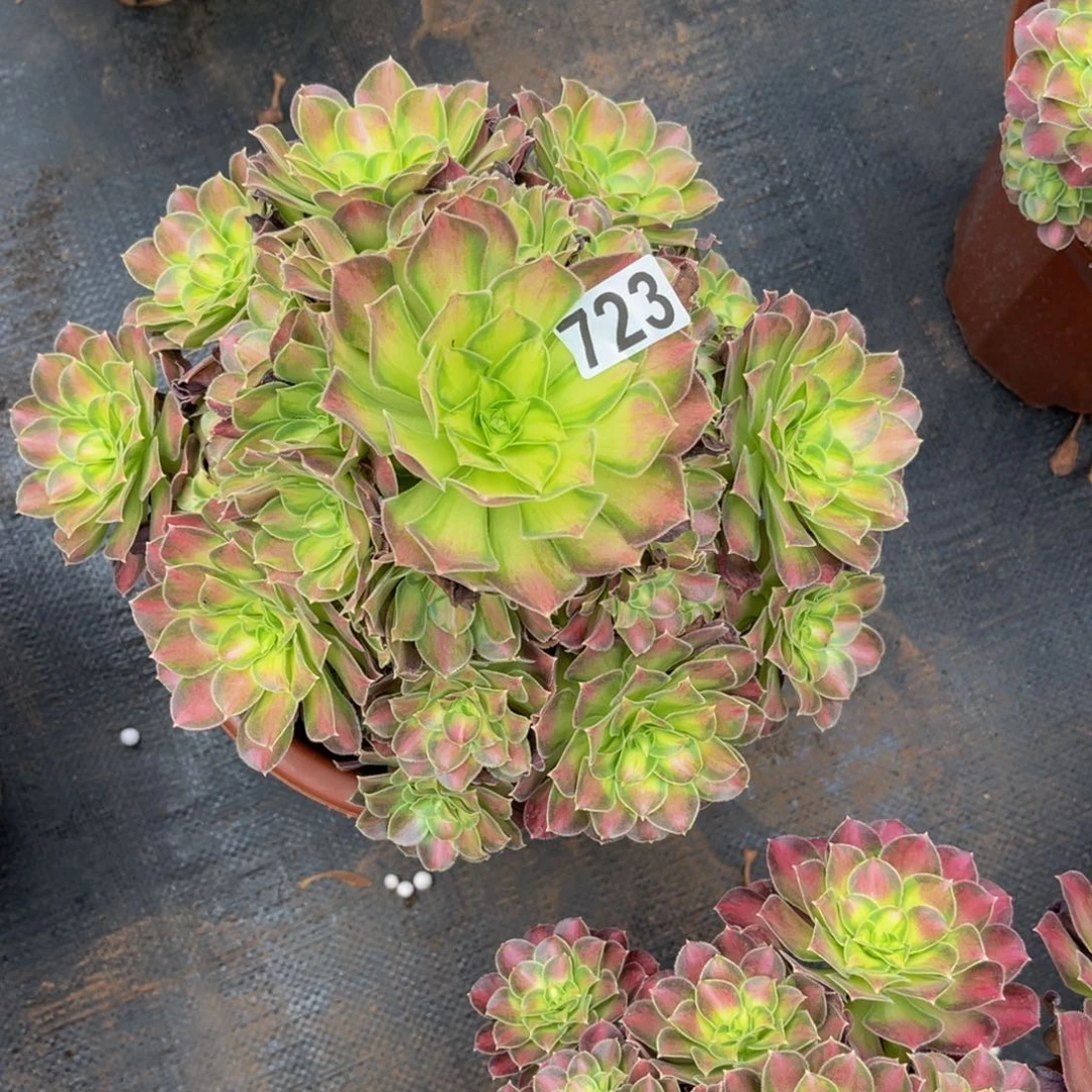 723多肉植物多肉