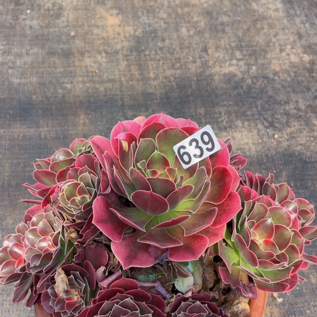 639多肉植物多肉