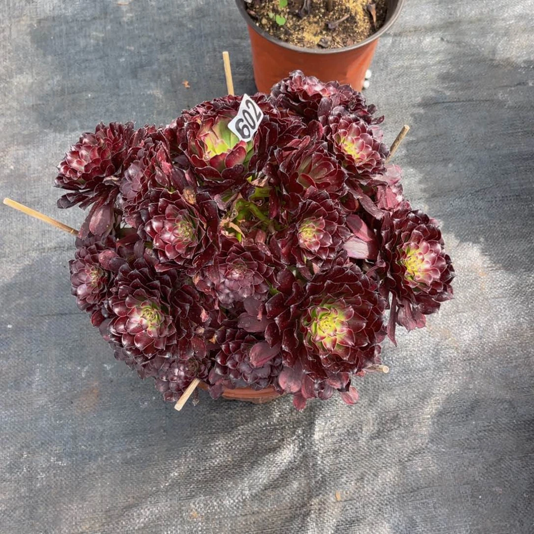 602多肉植物多肉