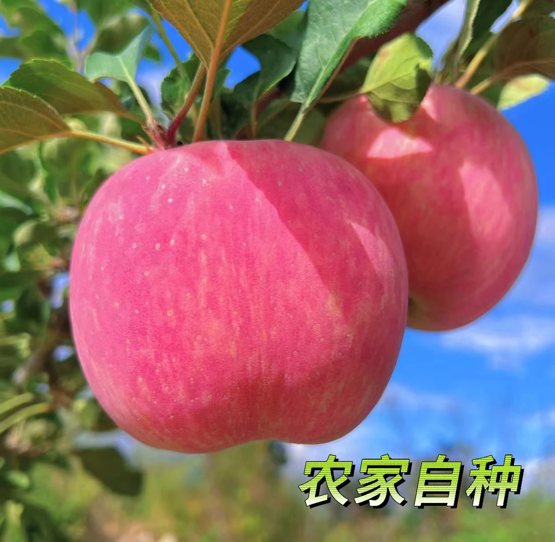 甘肃天水红富士冰糖心脆甜多汁新鲜采摘老少皆宜农家自种果园