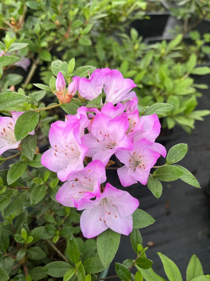 皋月杜鹃原生苗 雾岛系 初冠雪 鹤翁 栽培养护美观