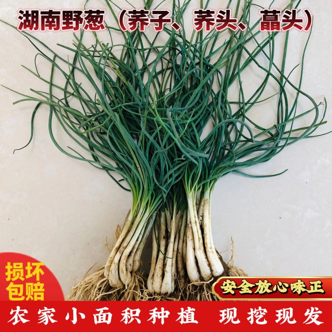 湖南野葱新鲜荞子荞头藠头小葱小蒜胡葱野山葱野蒜野胡葱野小蒜