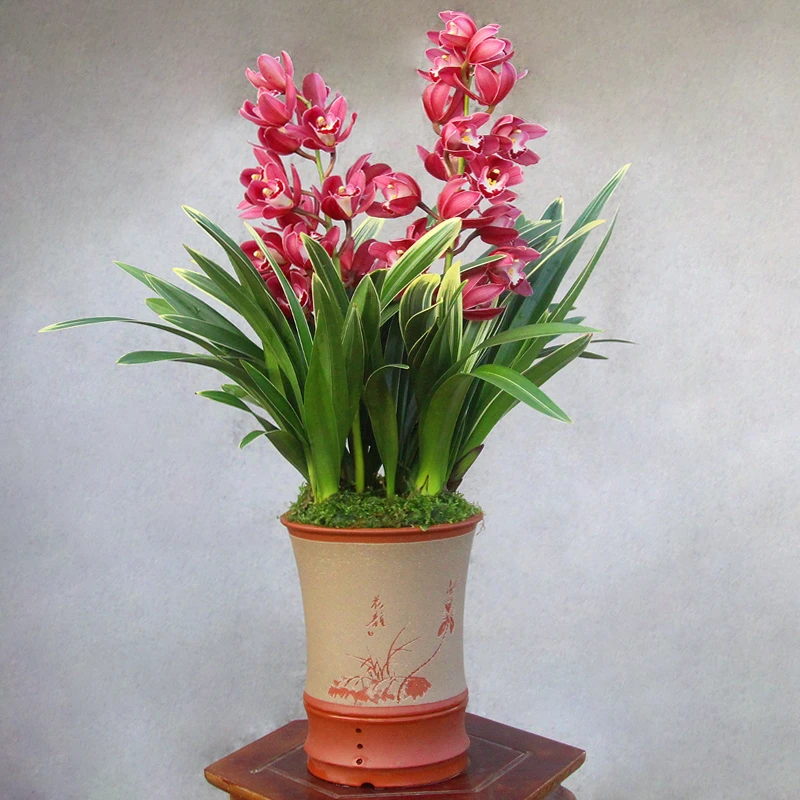 名贵兰花【金边中国龙】 好养易活 一杆多花  室内外可以养