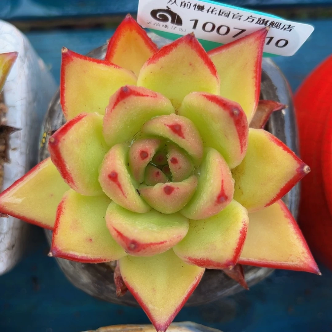 从前慢多肉精选编号1007.10