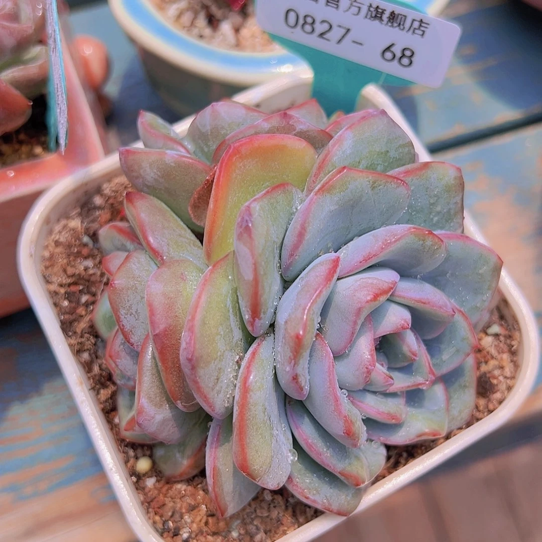 精品多肉编号0827-68