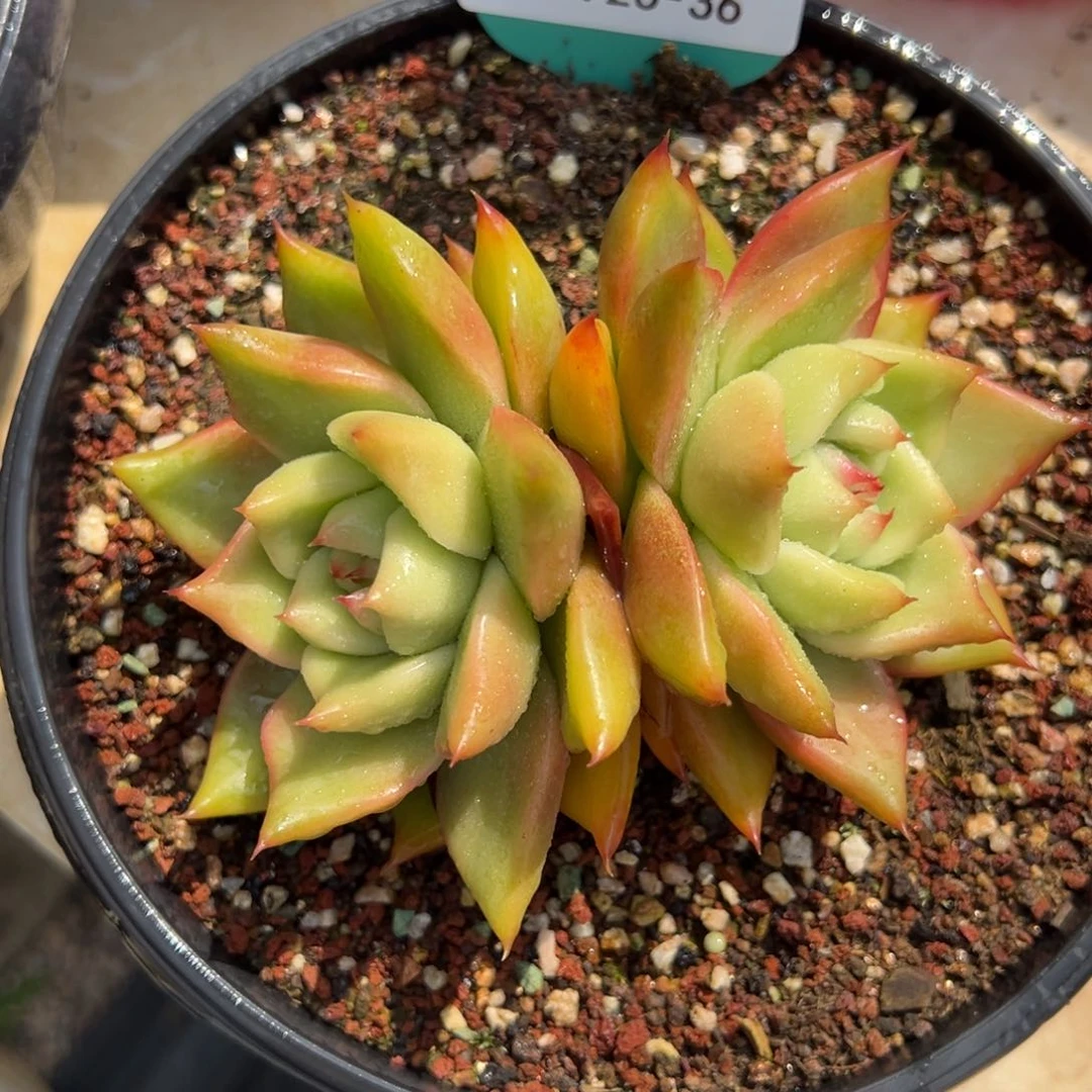 从前慢多肉精选编号0726.36