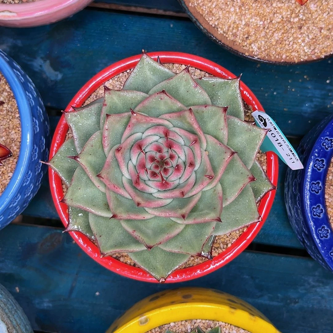 多肉编号1018-211