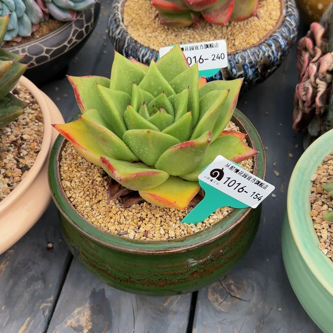 花***鱼多肉編號1016-240补盆