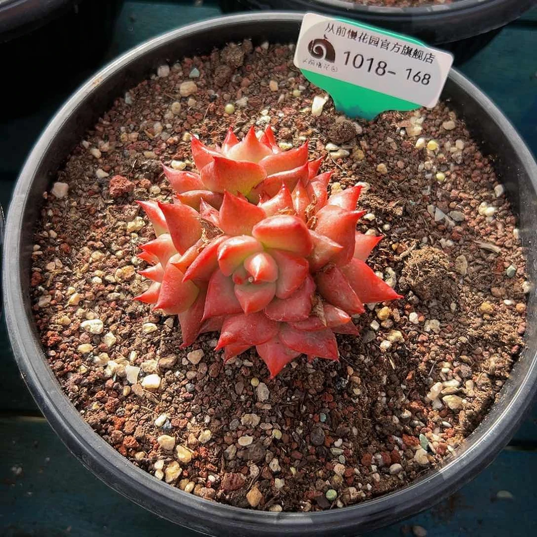 多肉一物一拍1018-168